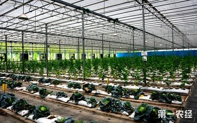 中國農(nóng)業(yè)科技揚(yáng)帆出海 61項(xiàng)創(chuàng)新成果惠及全球