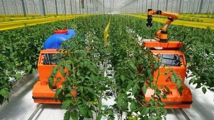 壽光建起國內(nèi)最大單體8萬平米智能溫室,比荷蘭模式降低一半耗能
