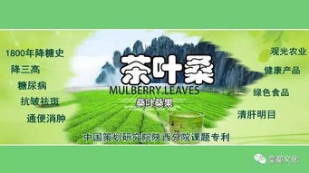 十萬畝茶桑蓄勢億元產(chǎn)值 涇陽茶經(jīng)濟(jì)醞釀新特品牌 農(nóng)業(yè)科技研發(fā)